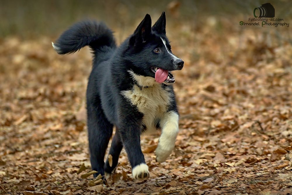 Karelský medvědí pes Uique Prinessew Dell´Amoretto